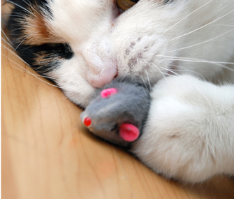 小猫是如何学会打猎的？